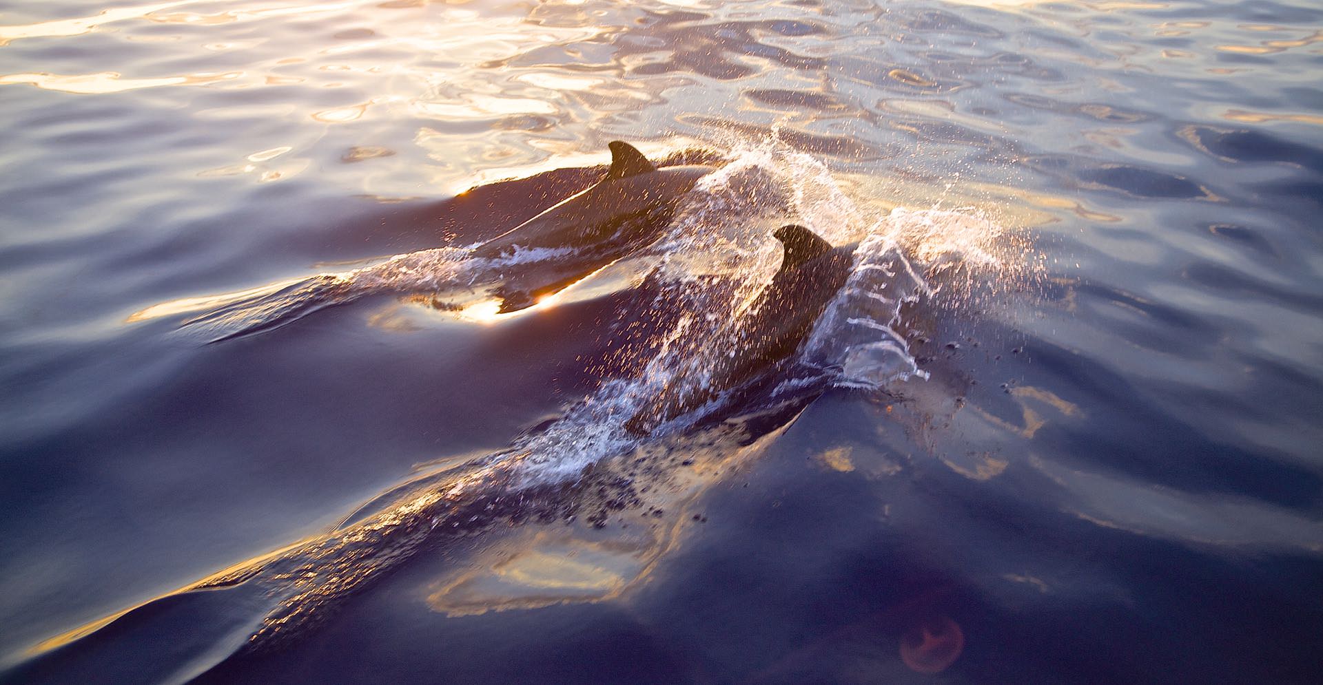 dolphin sea sailing